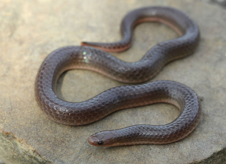 Worm Snake